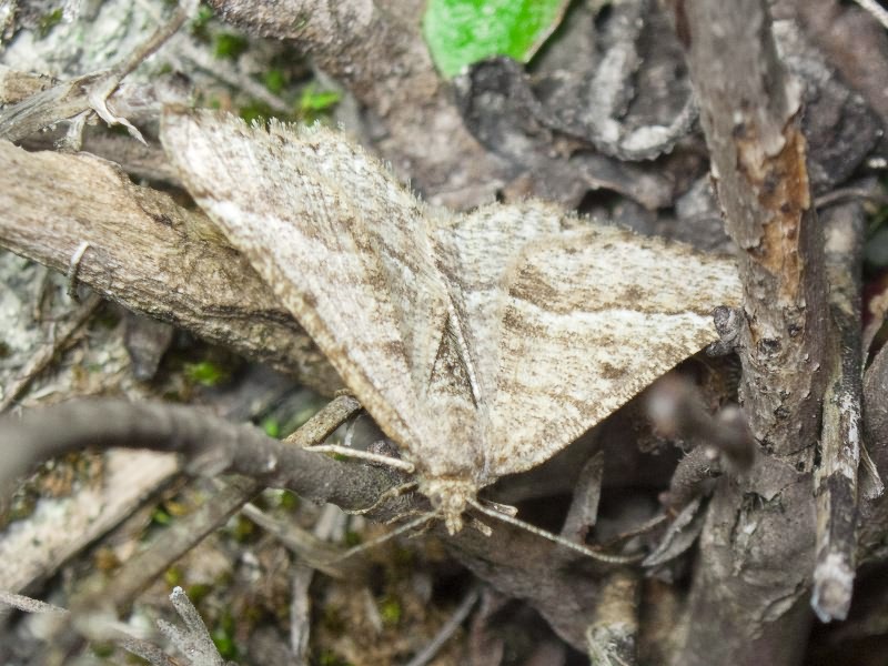 Isturgia murinaria (Denis & Schiffermuller, 1775)